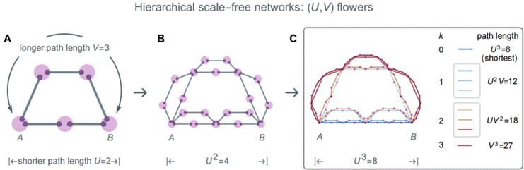 fig_2_hierarchical_net_00